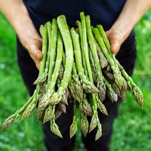 Слика: Шпрагла или Аспарагус Slika: Špargla ili Asparagus