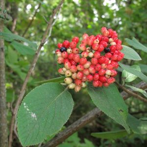 Viburnum-lantana-cibukovina