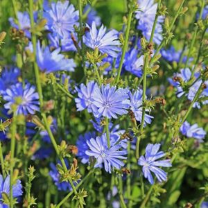 Cichorium intybus. Водопија.