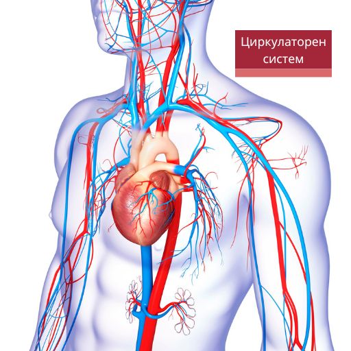 Слика - циркулаторен систем. Крвоток. Slika - cirkulatoren sistem. Krvotok.