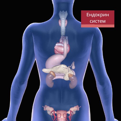 Ендокрин систем; Endokrin sistem.