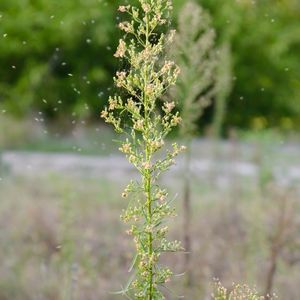 Слика: Билка Репушина. Slika: Bilka Repušina. Erigeron canadensis