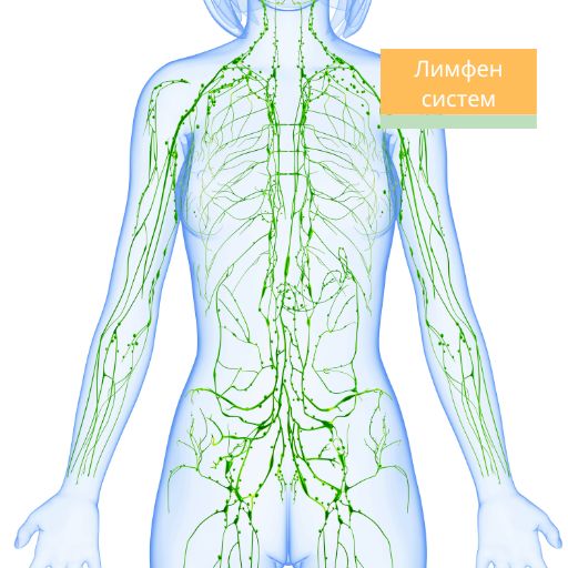 Limfen sistem; Лимфен систем