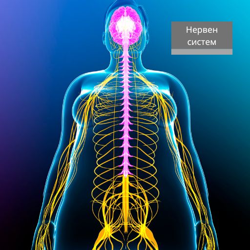 Слика: Нервен систем. ЦНС систем. Slika: Nerven sistem. CNS sistem.