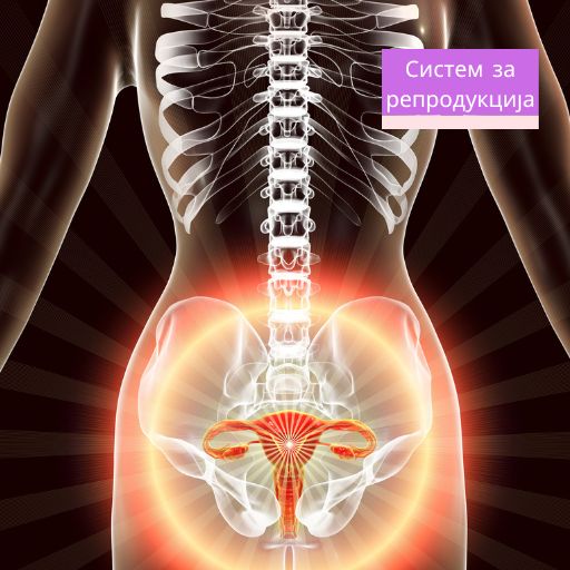 Слика: Репродуктивен систем. Полови органи. Slika: Reproduktiven sistem. Polovi organi.