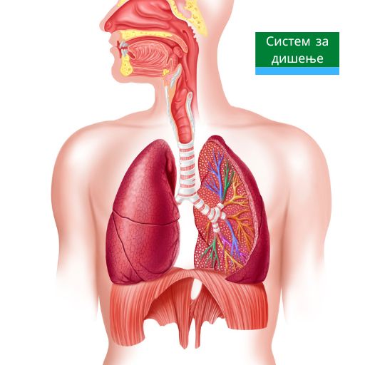 Слика - систем за дишење. Бели дробови. Slika - sistem za dišenje. Beli drobovi.
