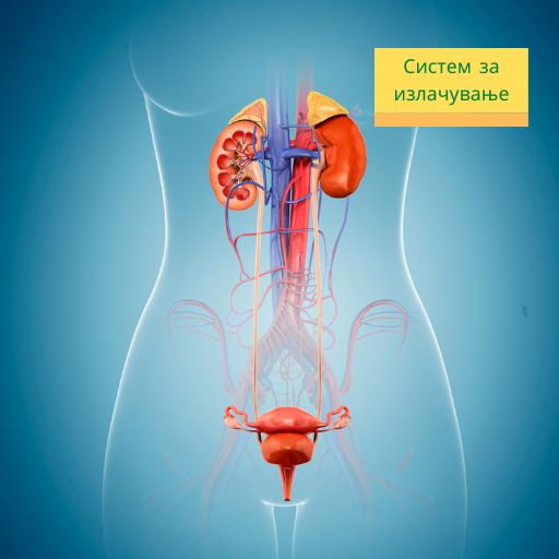 Слика - систем за излачување. Уринарен систем. Slika - sistem za izlačuvanje. Urinaren sistem.