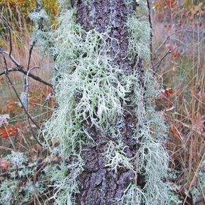 Slika: Lišaj ili Usnea barbata Слика: Лишај или Еврејска брада