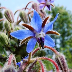 Менопауза - Борaч; Borago officinalis