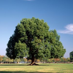 Камфорово дрво; Cinnamomum camphora