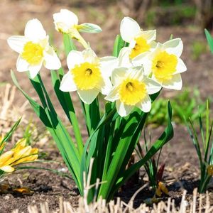 Нарцис. Narcis