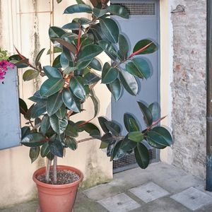 Фикус. Ficus