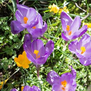 Шафран; Crocus sativus