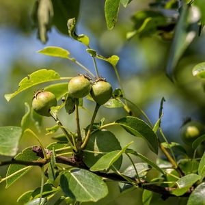 Pyrus communis subsp. pyraster - Lisja od diva krusa