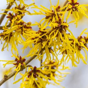 Dishidroza i hamamelis