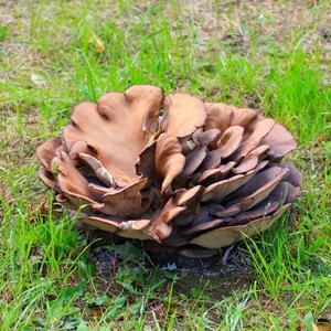 Pleurotus erungii - Кралски буковки; Kralski bukovki