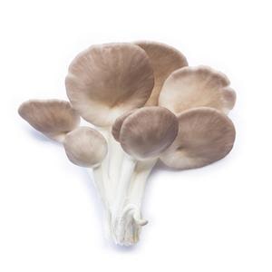 Pleurotus pulmonarius - Летна буковка; Letni bukovki