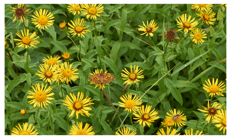 Оман врболик